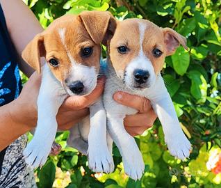 Jack russell cuccioli