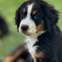 Cuccioli Bovaro Del Bernese