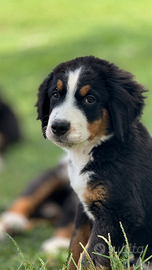 Cuccioli Bovaro Del Bernese