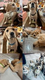 Cuccioli labrador