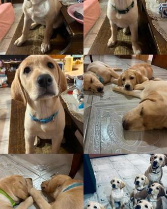 Cuccioli labrador