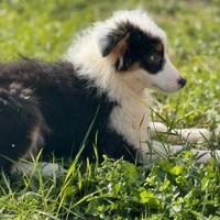 Pastore australiano con pedigree ENCI