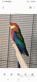Rosella Stanley maschio