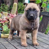 Cuccioli Pastore Belga Malinois con pedigree Bari