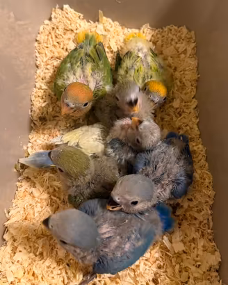Inseparabili allevati a mano
