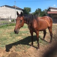 Cavallo trotter italiano