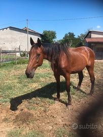 Cavallo trotter italiano