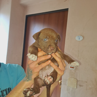 Ultima super cucciola PITBULL