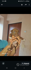 Ultima super cucciola PITBULL