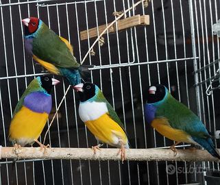 Diamanti di Gould allevati in purezza 2026