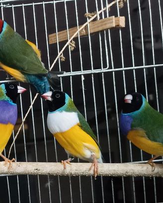 Diamanti di Gould allevati in purezza 2026