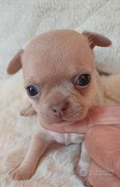 Cuccioli chihuahua