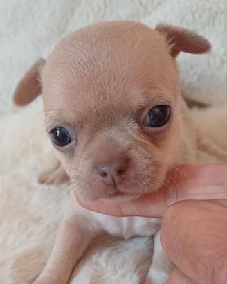 Cuccioli chihuahua