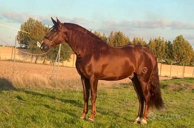 Cavallo pura raza española
