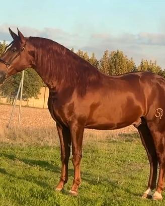 Cavallo pura raza española