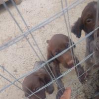 Cuccioli di bracco tedesco