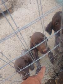 Cuccioli di bracco tedesco