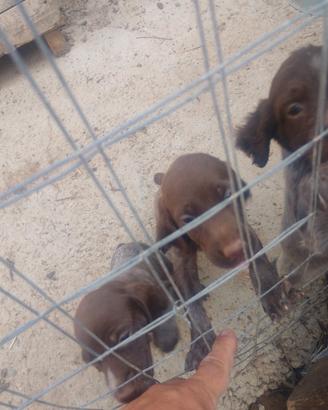 Cuccioli di bracco tedesco