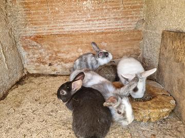 Conigli nani