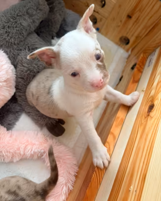 Chihuahua