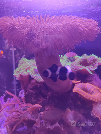 Sarcophyton sp XL polipi lunghi