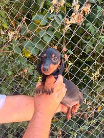 Cuccioli di bassotto nero focato