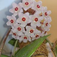 Pianta Hoja carnosa fiore di cera