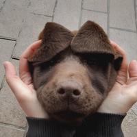Cuccioli Labrador chocolate