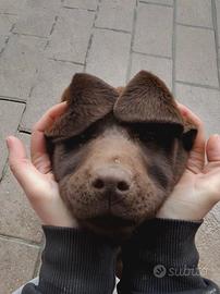 Cuccioli Labrador chocolate