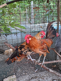 Galli-polli Amarok& Romagnoli