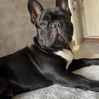 Maschio di bulldog francese da monta