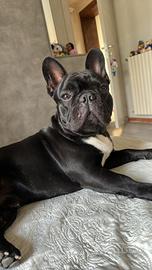 Maschio di bulldog francese da monta