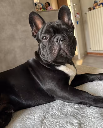 Maschio di bulldog francese da monta