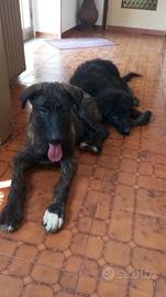 Cuccioli pastore lagorai tedesco maremmano