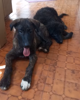 Cuccioli pastore lagorai tedesco maremmano