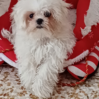 Maltese