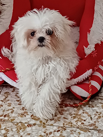 Maltese