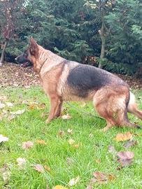 Pastore tedesco femmina