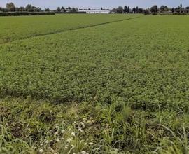 Terreno agricolo. Favaro Veneto