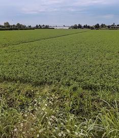 Terreno agricolo. Favaro Veneto