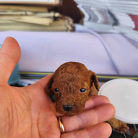 Peluche mini mini toy