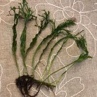 Felce Microsorum Windelov