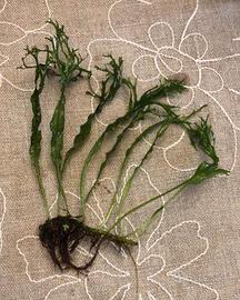 Felce Microsorum Windelov