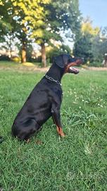 Dobermann maschio di 3 anni disponibile per monta