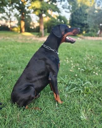 Dobermann maschio di 3 anni disponibile per monta