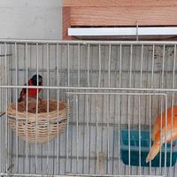 Coppia di cardinalino con canarina