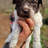 Cane cucciolo LAGOTTO ROMAGNOLO