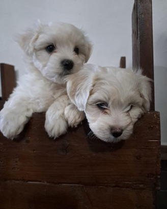 Cagnolini Maltesi