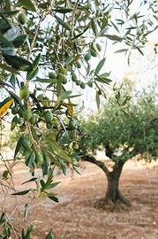 Hai dei campi di ulivi o frutteti da raccogliere?