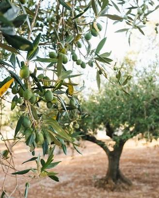 Hai dei campi di ulivi o frutteti da raccogliere?